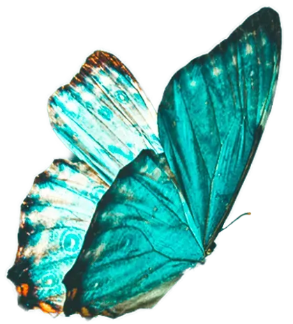Butterfly icon